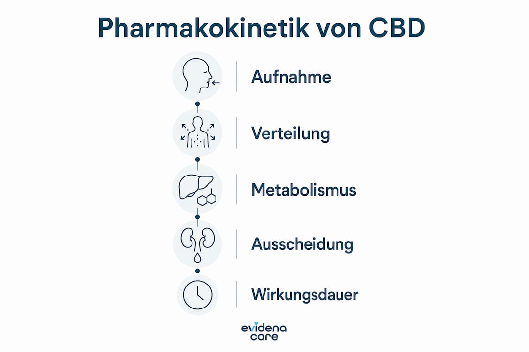 Übersicht: Die fünf wichtigsten Schritte der CBD-Pharmakokinetik anschaulich erklärt (Infografik)