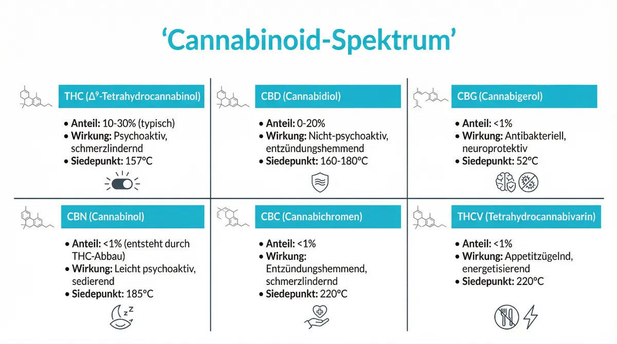 Schematische Darstellung des Cannabinoid-Spektrums von Cannabis mit THC, CBD und weiteren Minor-Cannabinoiden