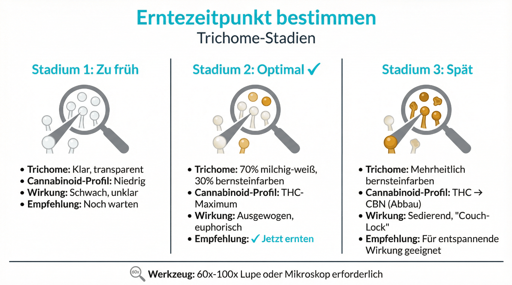 Infografik: Trichomfarbe und Erntezeitpunkt bestimmen