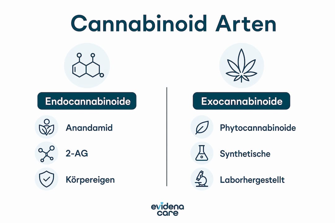 Vergleichende Übersicht der wichtigsten Cannabinoid-Typen