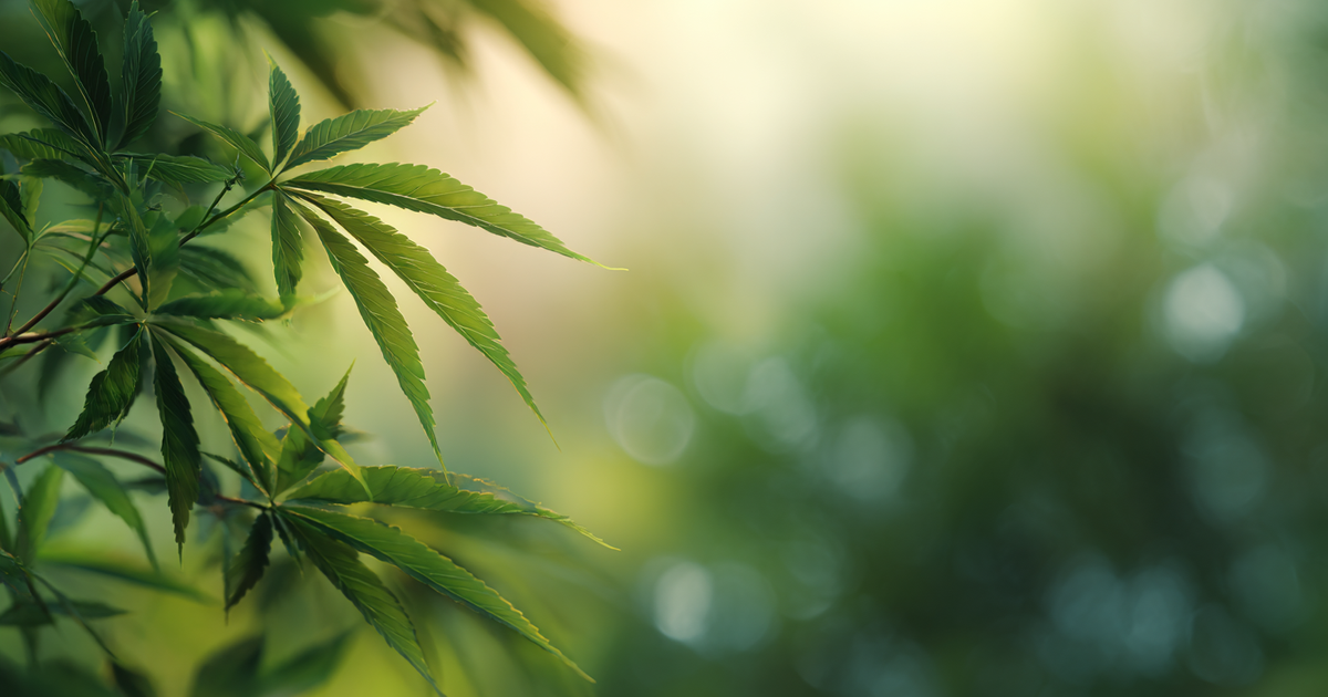 Hanfprotein: Nährstoffe, Vorteile und Anwendung