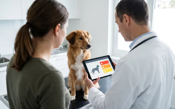 Hund und Katze in einer Wohnung, Cannabisprodukte sicher ausser Reichweite verwahrt