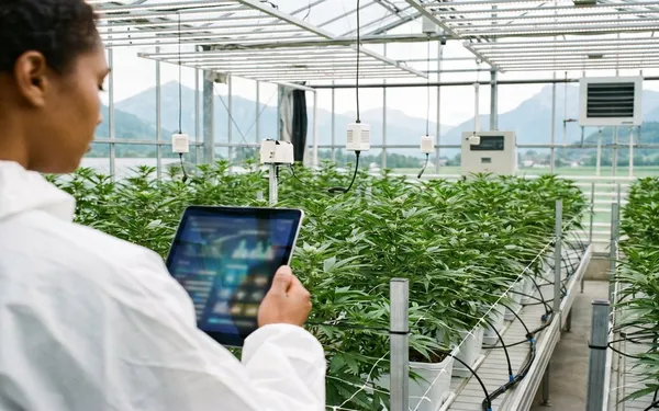 Modernes Indoor-Gewächshaus für medizinisches Cannabis mit LED-Licht, Sensorik und digitaler Überwachung in einer professionellen Umgebung in der Schweiz