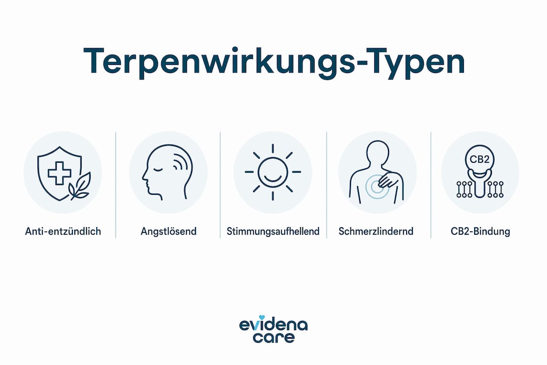 Diese Infografik veranschaulicht die verschiedenen Wirkungstypen von Terpenen in Cannabis.