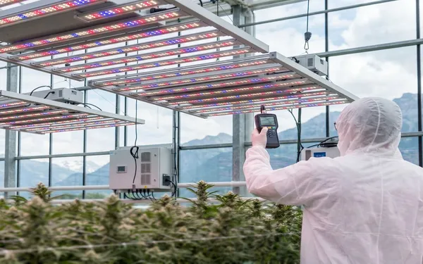 Professioneller Indoor-Anbauraum in der Schweiz mit LED-Beleuchtung und medizinischen Cannabispflanzen in der Blütephase, neutral und technisch dargestellt