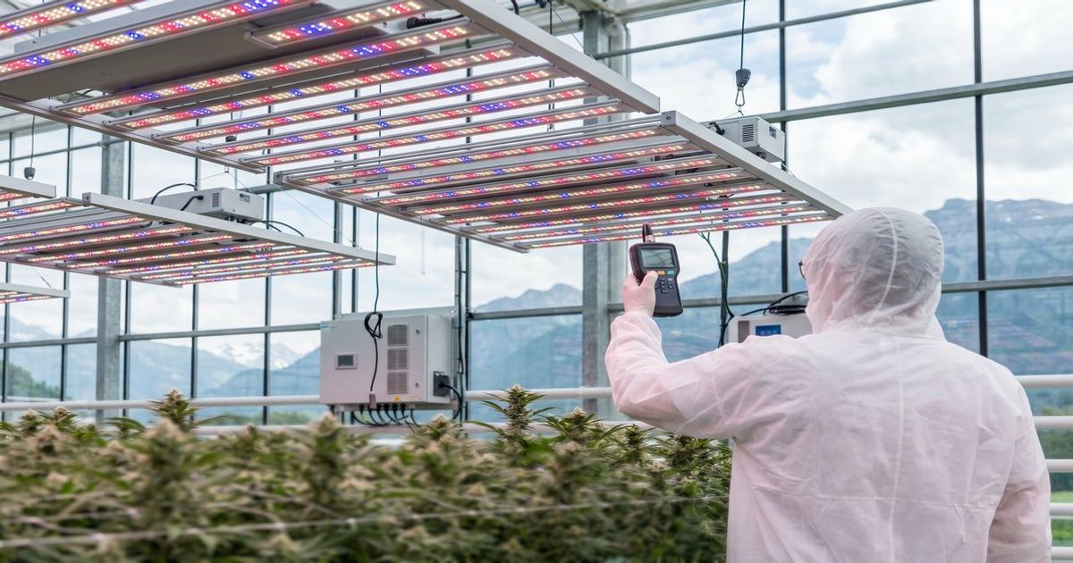 Professioneller Indoor-Anbauraum in der Schweiz mit LED-Beleuchtung und medizinischen Cannabispflanzen in der Blütephase, neutral und technisch dargestellt
