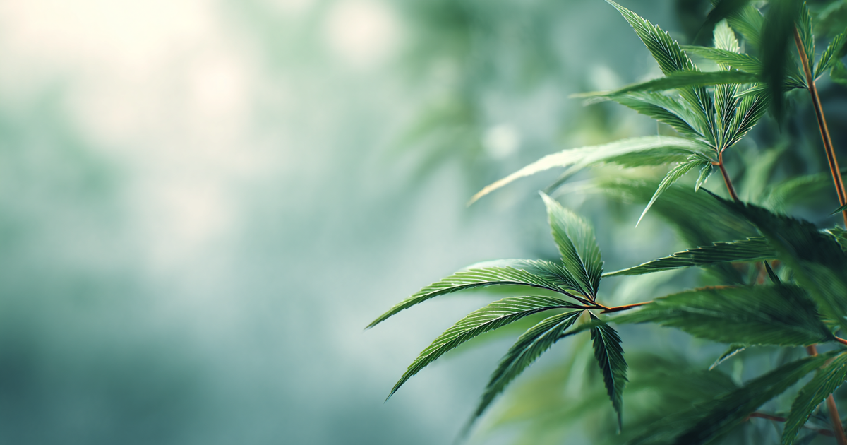 CBD Isolat vs. Vollspektrum: Welches ist besser?