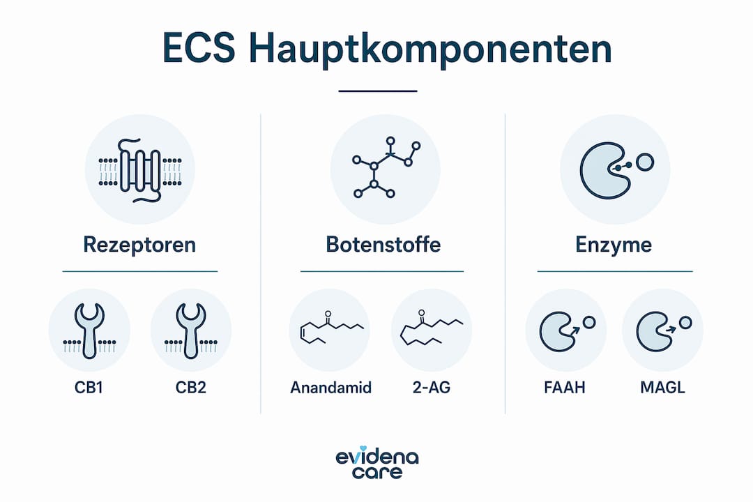 Eine Infografik veranschaulicht die wichtigsten Bestandteile des Endocannabinoid-Systems.