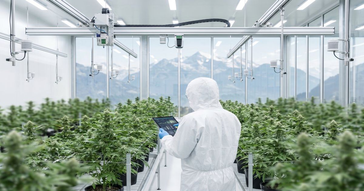 Automatisierter Indoor-Cannabis-Anbau für medizinische Zwecke mit LED-Licht, Sensoren und Klimasteuerung in einer professionellen Anlage in der Schweiz
