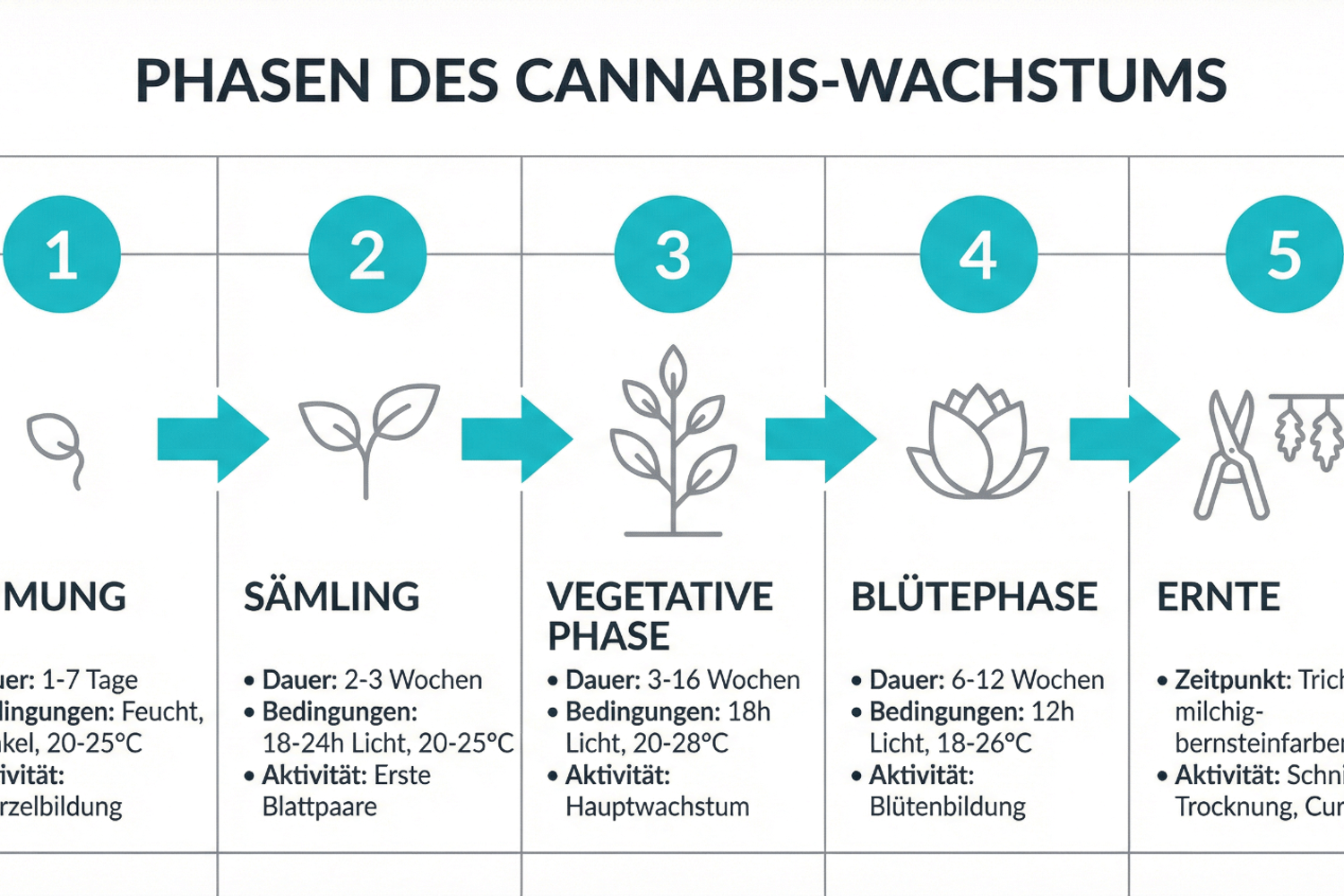Grafische Darstellung der Wachstumsphasen der Cannabispflanze im kontrollierten Indoor-Anbau