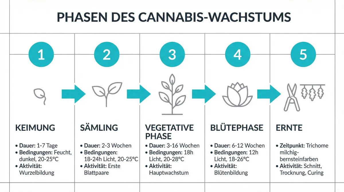 Infografik zu Wachstumsphasen der Cannabispflanze von Keimung bis Blüte